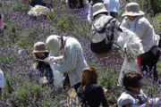 和歌山・西庄のハーブ園でラベンダーが美しく咲き誇る！