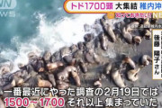 【速報】北海道に大量のトド襲来ｗｗｗｗｗｗ （※画像あり）
