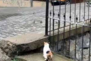 １匹のネコが道端にいた。目の前には小鳥たちがいる → 待ち伏せハンターはこちらです…