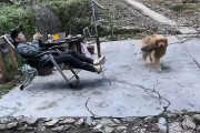 【動画】犬「見てご主人様、蜂の巣持ってきたよ！飼い主「ギャオオオオオン！！！」