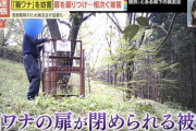 【画像】熊を殺すなという人たち「クソッ！これ以上クマを殺されてたまるか！！………せや！」
