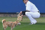 無観客ヤクルトキャンプに侵入者？犬が“観客１号”