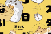 漫画「今日もハムスターから目が離せない！」予約開始！SNSで共感爆発の漫画に加えて描き下ろしエピソードや可愛いイラストも収録