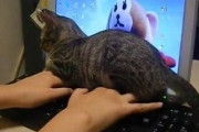 【ねこ画像】ねことPC、救助！ ほか【再】