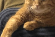ワイの茶トラ猫を自慢するスレ（※画像あり）