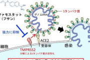 韓国研究所｢レムデシビルより新型コロナ治療効果６００倍の薬物を発見｣[5/15」
