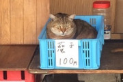 【ねこ画像】光るフラフープに夢中になる猫さん…目を回しそうで少し心配になりますねwww