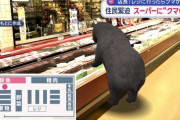 【悲報】クマさん、どんぐりが無くなりスーパーにお買い物へ行くも出禁に