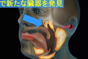 【衝撃】オランダ人、人体に隠された新臓器を発見！来年のノーベル賞確定