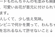 【悲報】チワワ、コンビニの入り口に紐で繋がれて捨てられる
