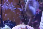 【観覧注意】タツノオトシゴの出産、想像の１０倍キモい・・・w【動画】