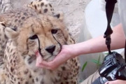 【動画】チーターさん、猫だったw w w w w w w w w w w w w w w w w