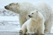 【悲報】ホッキョクグマ、2100年までに絶滅する模様・・・　研究者が予測を発表