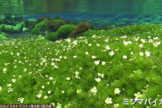 最悪の侵略的植物が静岡県に侵入…「ほかの植物が生息できない」
