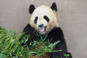 「赤ちゃんパンダの背中っておにぎりみたい…」