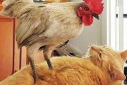 【ねこGIF】飼い主さんにそっと鼻チューする猫さん…なんて幸せな光景なんでしょうかwww