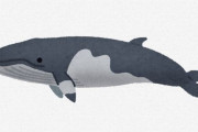 欧米人「捕鯨やめろ！！」日本「やだ！絶対取る！！！」 そんなにクジラ欲しいか？