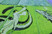 角田市の田んぼアート、2024年のテーマは 羽生結さんと白龍、能登半島を復興を願う作品