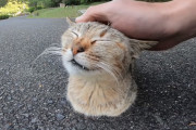 地面から猫生えた？！手足を全く見せないままナデナデしてもらっている野良猫が可愛過ぎる