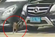 【ネコ】 駐車場にとまっている車の間から猫が現れた。壁の向こうへ行くぞぉ！ → こうなる…