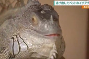 熊本で2ヶ月前に脱走したイグアナ、隣町で無事見つかる