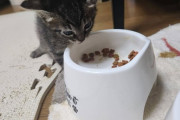 子猫さんが初めてカリカリ食べ始めたｗｗｗ（※画像あり）
