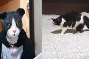 「誰だお前は！！」自分にそっくりな猫人間に遭遇したハチワレ猫ちゃんの反応