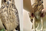 【画像】フクロウの脚、なんかキモいｗｗｗｗｗｗｗｗｗｗｗｗｗｗｗｗｗｗｗｗｗ