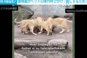 【悲報】動物園「飼えなくなったペットを寄付してください😃 ライオンのエサにします🦁」