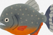 メディア「ピラニア危険！怖い！」→ ネット「いや、実際は臆病な魚だよ」 → メディア「ブラジルで30人がピラニアに襲われ負傷し13歳の少年は足の指を失う」