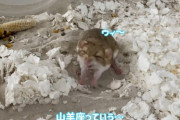 みゆはんがスナネズミを飼い始める