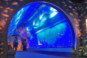 水族館の知名度ランキング！！　1位「美ら海水族館」2位は？