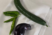【画像】プランター家庭菜園俺、収穫するｗｗｗｗｗ