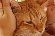 【ねこGIF】壁を使ってロケットスタートを決める猫さん…目にも留まらぬ見事なスピードですwww