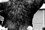 【悲報】格闘漫画、すぐクマと闘ってしまう【漫画】
