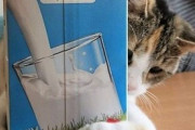 【ねこGIF】足をマッサージ中の飼い主さんを邪魔する猫さん…お目当てはそっちだったんですねwww