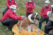 【映像】登山の途中 疲れて動けなくなった「救助犬」 人間に救助され、英国最高峰(978M)から担架で下山
