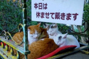 【ねこ画像】うちの猫様がファンヒーターをつけろ、と全力で訴えている…背中に強い意志を感じますねwww