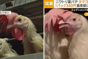 “殻がなく黄身透けた卵” ニワトリも夏バテ…卵に異変　1パック340円で最高値に接近　「エッグショック」再来か