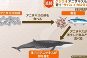 【画像】 アニサキス急増の原因 [6/10]