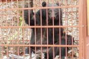 【岡山】ツキノワグマの推定生息数、過去最多更新！ 狩猟解禁するも抑制につながらず