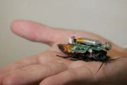 科学者「生きたゴキブリにチップ搭載して遠隔操作できるようにしたわｗ」