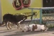 飼い主が買い物中、繋がれていた子犬を懸命に助けようとする野良犬の心優しい姿が捉えられる（ロシア）