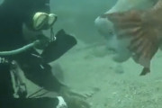 ダイバーさん過去に助けた魚に懐かれてしまう