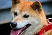【衝撃】柴犬さん、人見知りすぎて『飲み会の陰キャ』みたいになってて可愛いｗｗｗｗｗ（※動画あり）