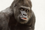 【動画】ゴリラ「この女さん、いいべ…」→結果ｗｗｗｗｗｗｗｗｗｗｗｗｗｗｗｗｗｗｗ