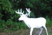 アルビノの鹿が神々しい