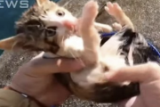 【朗報】子猫を海から救出したYouTuber、ニュースになるｗｗｗｗｗ