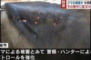 牛の背中約10か所に深さ1cmの傷　クマが襲ったか　爪のようなものでえぐられた跡【北海道】