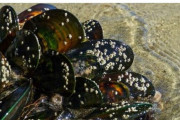 【ニュージーランド】海水温上昇により50万匹の「ムール貝」が生き茹で状態になってしまう